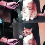 crying cat interview