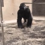 Dramatic Gorilla Entrance GIF Template