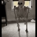 skelly bunns meme