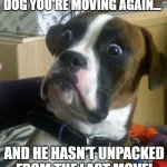 SHOCKED DOG-MOVING | WHEN YOU TELL YOUR DOG YOU'RE MOVING AGAIN... AND HE HASN'T UNPACKED FROM THE LAST MOVE! | image tagged in blankie the shocked dog | made w/ Imgflip meme maker