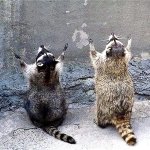 racoons