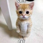 cute cat | CUTE; CAT | image tagged in memes,cute cat | made w/ Imgflip meme maker