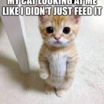 My cats fr | MY CAT LOOKING AT ME LIKE I DIDN'T JUST FEED IT | image tagged in memes,my cat be like | made w/ Imgflip meme maker