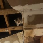 stupid fucking cat in the ceiling