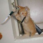 Combat Kitten