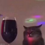 Cat drank too much template