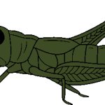 Male Giant Locust (Paleoverse + EOIverse)