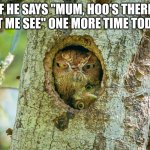 Funny owls | IF HE SAYS "MUM, HOO'S THERE, LET ME SEE" ONE MORE TIME TODAY | image tagged in funny owls | made w/ Imgflip meme maker