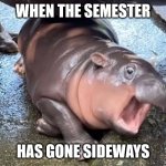 semester gone sideways | WHEN THE SEMESTER; HAS GONE SIDEWAYS | image tagged in moo deng | made w/ Imgflip meme maker