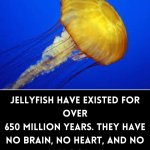 Liberals and Jellyfish