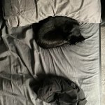 Funny black cat sleeping