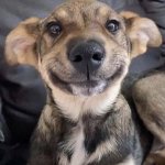 Smiling dog