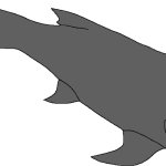 Female Dunkleosteus (Paleoverse + EOIverse)