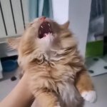 Cat scream GIF Template