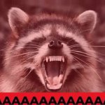 screaming racoon GIF Template