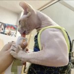 Bodybuilder cat
