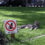 No Gods, No Masters, No Cats