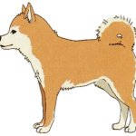 Jimihen