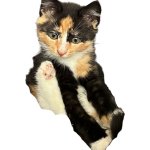 Fynny kitten
