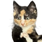 Cute kitty