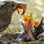 mama bird feeding young