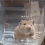 Sybil hamster gerbil exercise wheel cage JPP GIF Template