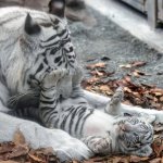 Baby White Tiger