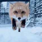 Fox pounce gif