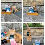 Cat selling coffee