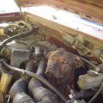 Dog In Engine