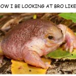 bro messed up- | HOW I BE LOOKING AT BRO LIKE: | image tagged in blank white template,frog,myobatrachus,side eye,myobatrachus sideye,bro | made w/ Imgflip meme maker