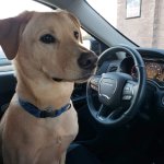 Dog Driver