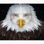 Eagle man