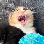 Singing cat meme