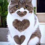 Love Cat