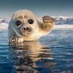 Seal waving hi