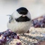 Fat Little Chickadee