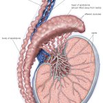 testicle anatomy