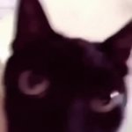 Cat Going Mental GIF Template