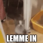 let him in | LEMME IN | image tagged in gifs,cat | made w/ Imgflip video-to-gif maker