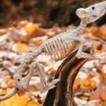 skele rat