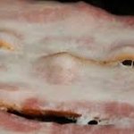 Talking bacon