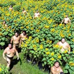 Sumo sunflowers