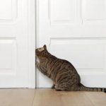 Cat and door meme