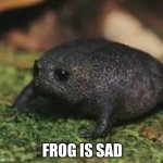 Make him happy | FROG IS SAD | image tagged in sad frog,funny,cute,frog | made w/ Imgflip meme maker