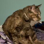 Lazy cat