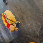 Weiner Dog Sammy? Is it a sammy?