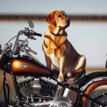 black Labrador retriever sitting on a harley davidson motorcycle