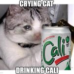 Crying Cat drinking Cali | CRYING CAT; DRINKING CALI | image tagged in crying cat drinking beer,meme,cali,edit,philippines,drink | made w/ Imgflip meme maker