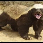 Angry Honey Badger